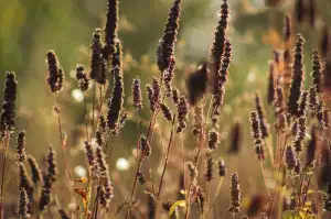 Agastache